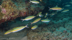 Pterocaesio digramma