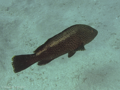 Epinephelus bilobatus