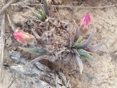 Bergeranthus vespertinus