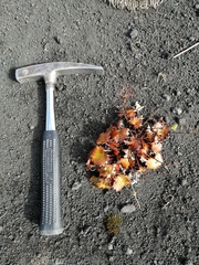 Micranthes purpurascens