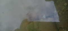 Crambionella stuhlmanni
