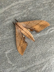 Marumba