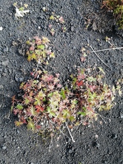 Potentilla vulcanicola