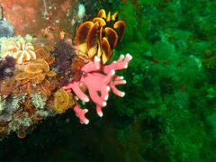 Stylaster nobilis