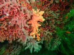 Stylaster nobilis