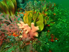 Stylaster nobilis