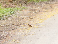 Pachycephala olivacea