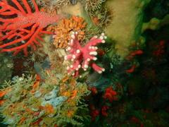 Stylaster nobilis
