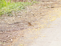 Pachycephala olivacea