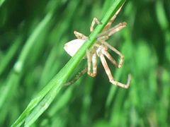 Rhysodromus