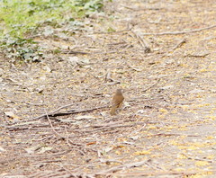 Pachycephala olivacea