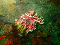 Stylaster nobilis