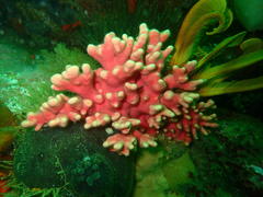 Stylaster nobilis