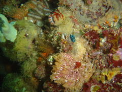 Tambja capensis