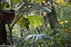 Coccoloba pubescens