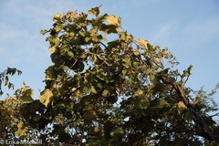 Coccoloba pubescens