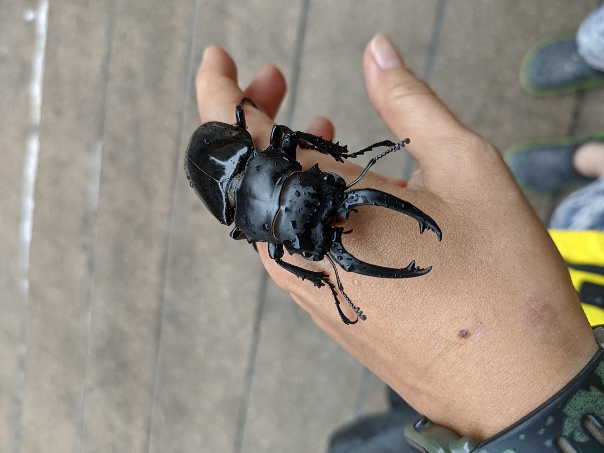 オニツヤクワガタ (亜種 Odontolabis siva parryi) · iNaturalist