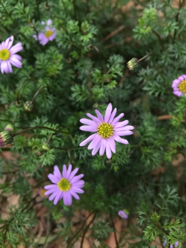 Brachycome multifide