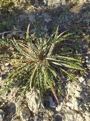 Ancathia igniaria