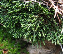 Selaginella sanguinolenta