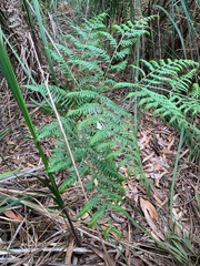Pteridium esculentum esculentum