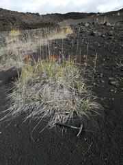 Leymus ajanensis