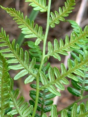 Pteridium esculentum esculentum