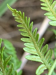 Pteridium esculentum esculentum