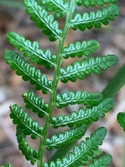 Pteridium esculentum esculentum