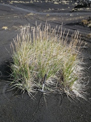 Leymus ajanensis