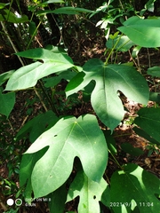 Ficus grossularioides