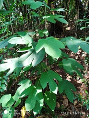 Ficus grossularioides