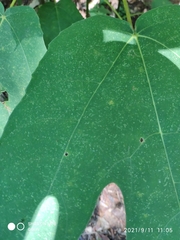 Ficus grossularioides
