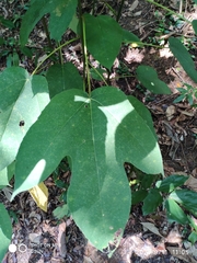 Ficus grossularioides