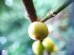 Ficus grossularioides