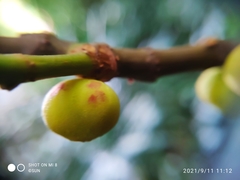 Ficus grossularioides