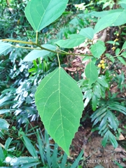 Ficus grossularioides