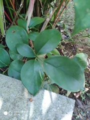 Heptapleurum ellipticum