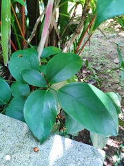 Heptapleurum ellipticum