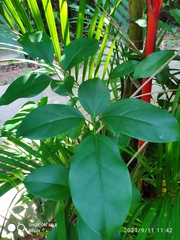 Heptapleurum ellipticum