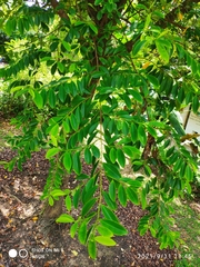 Erythroxylum cuneatum