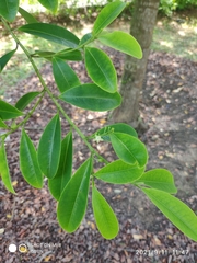 Erythroxylum cuneatum