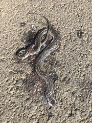 Orientocoluber spinalis