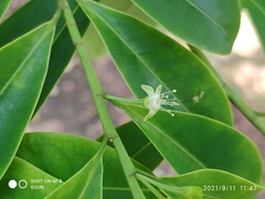 Erythroxylum cuneatum