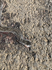 Orientocoluber spinalis