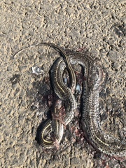 Orientocoluber spinalis