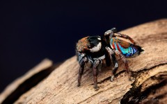 Maratus ottoi