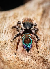 Maratus ottoi