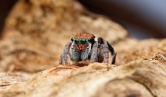 Maratus ottoi