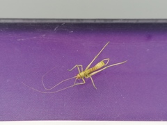 Meconema meridionale